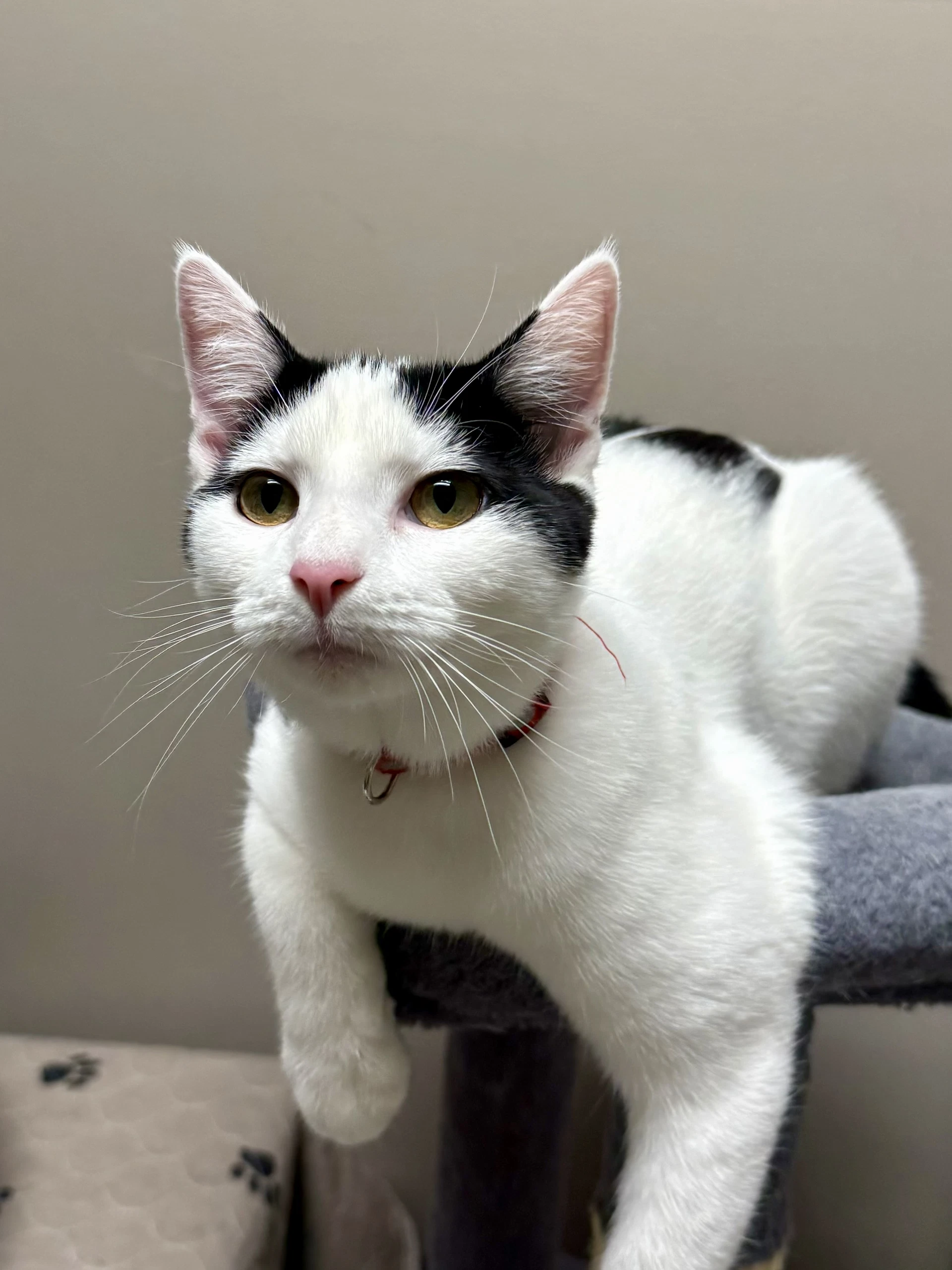 Cat - Oscar