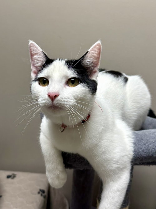 CAT - Oscar, a cat for adoption from Project Hope Animal
