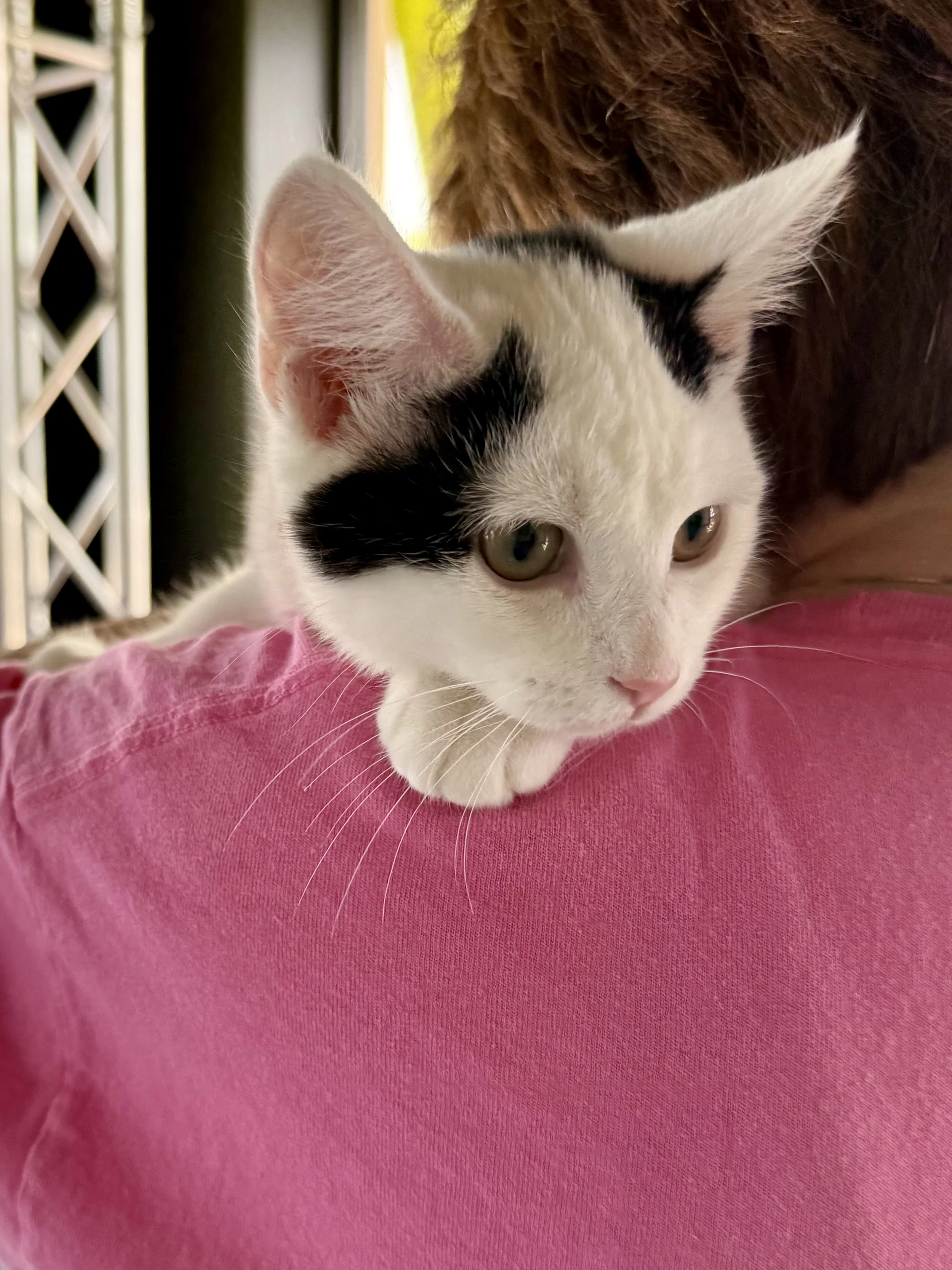 Cat - Oliver