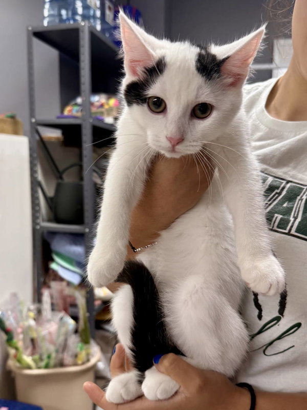 CAT - Oliver