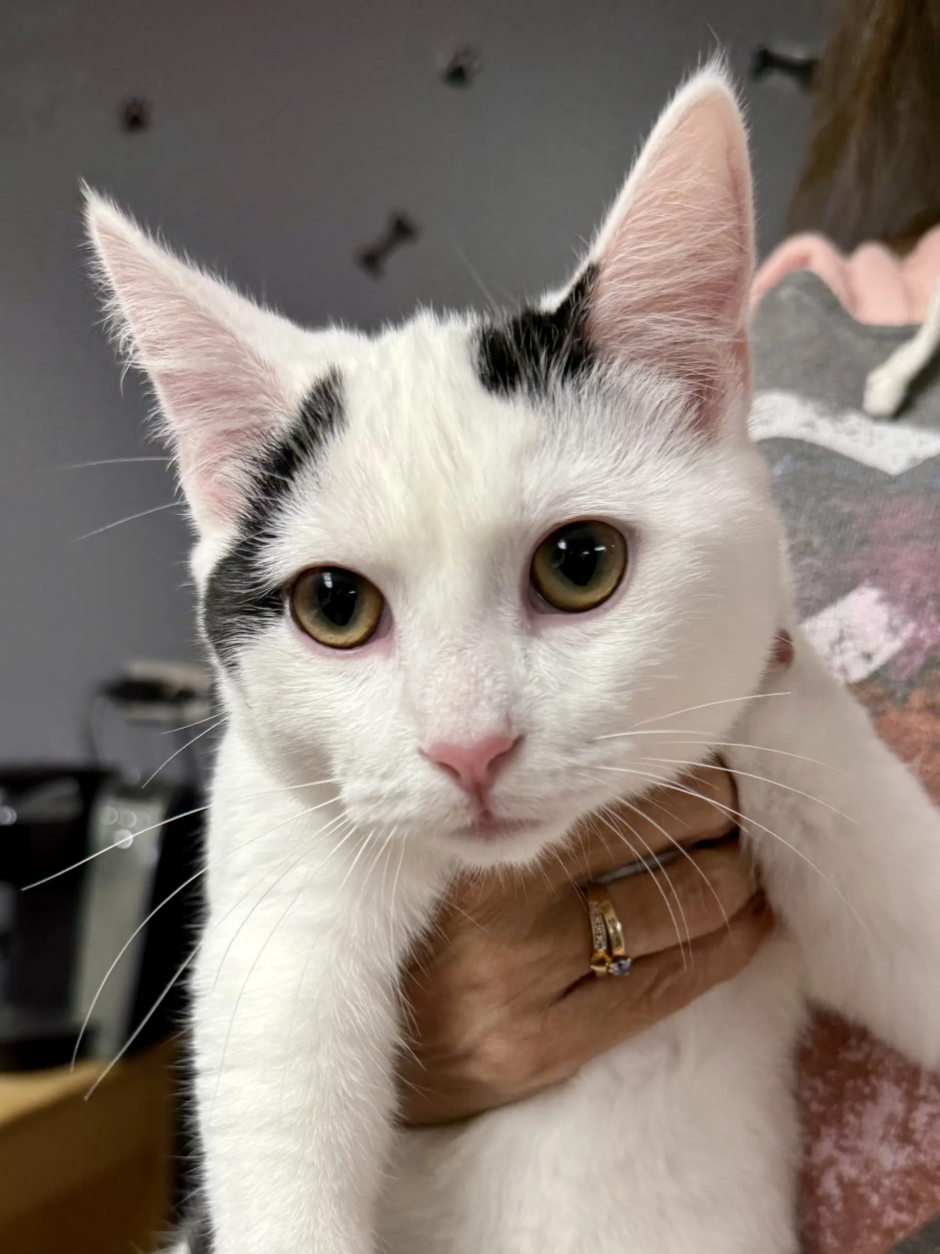 Cat - Oliver image 3