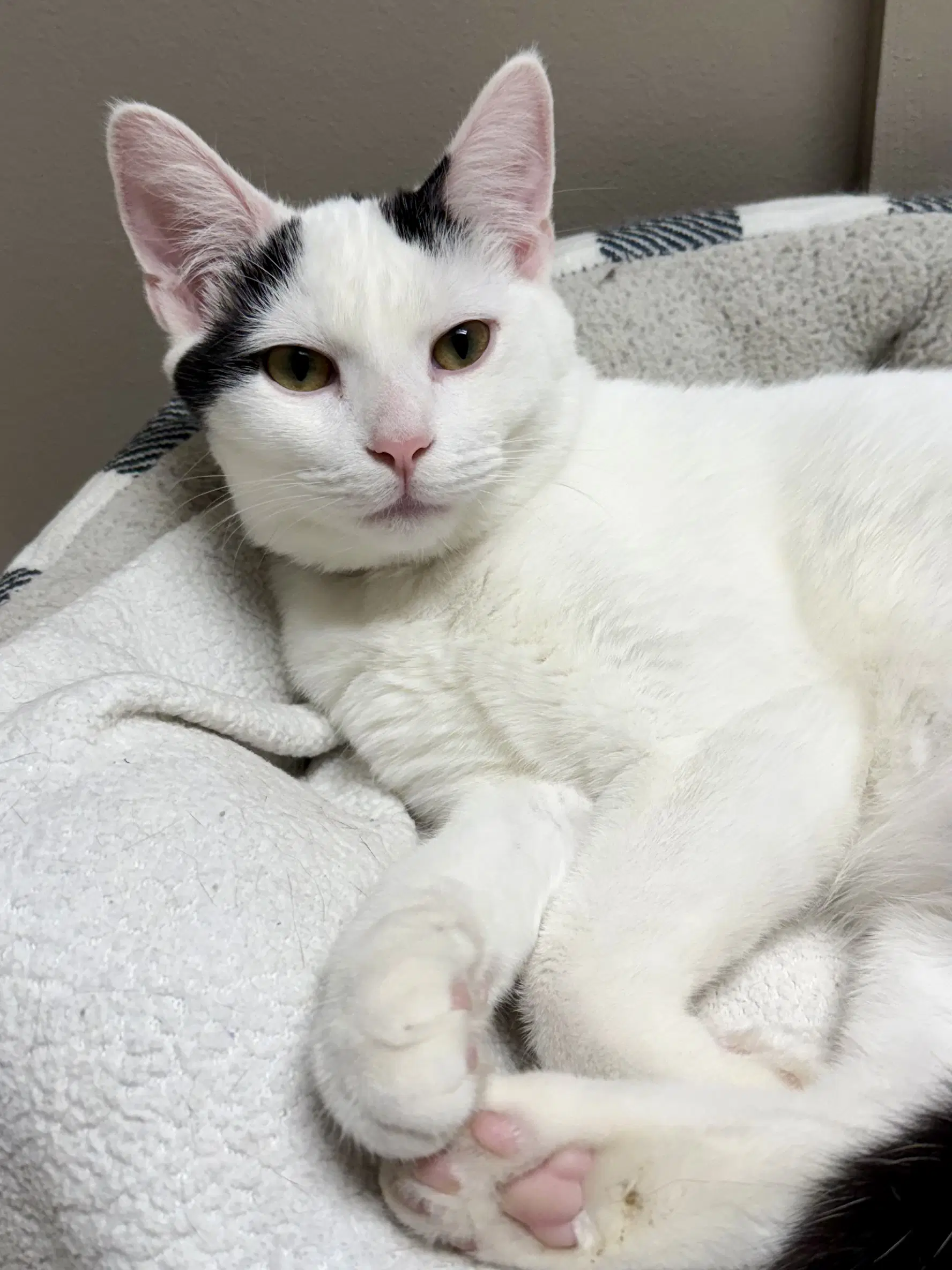 Cat - Oliver - Domestic Short Hair