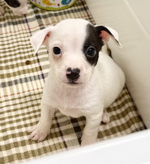 Spot, an adoptable Chihuahua in Gilberts, IL