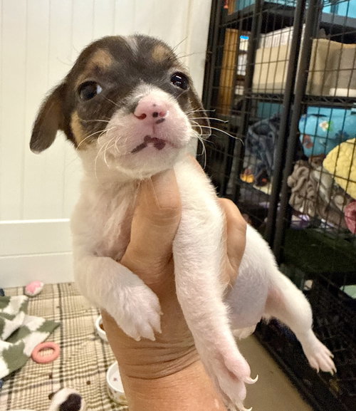 Dominoe, an adoptable Chihuahua in Gilberts, IL