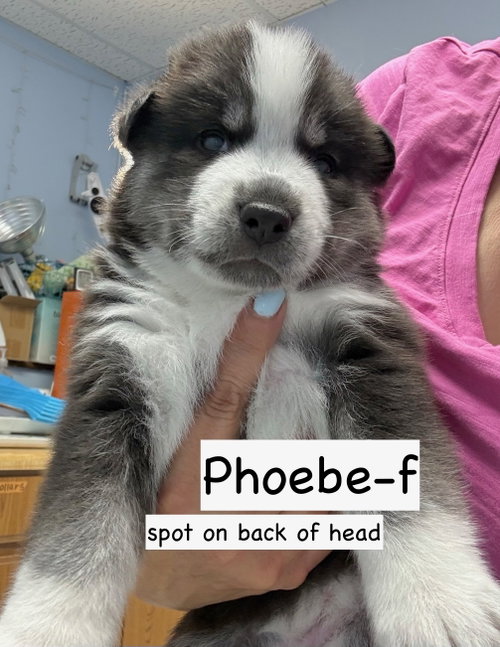 Phoebe photo 2