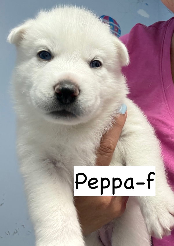 Peppa
