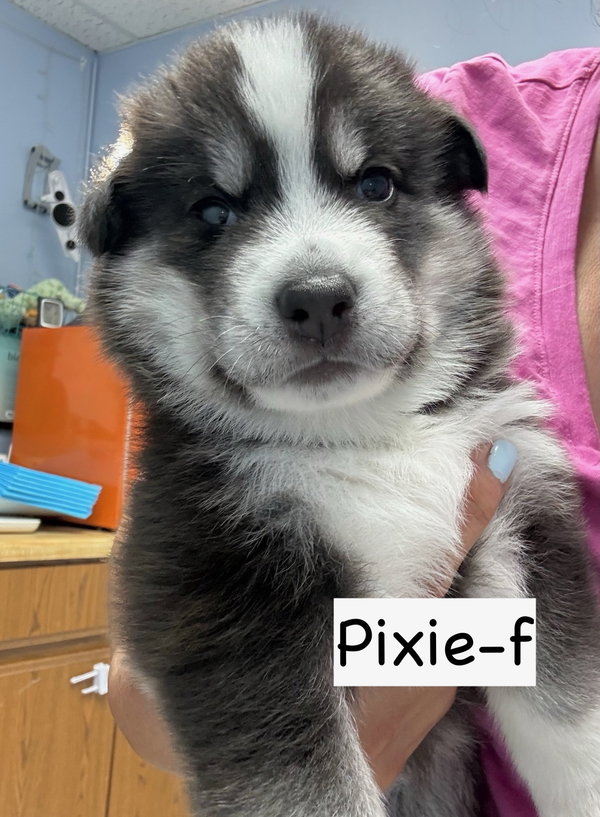 Pixie