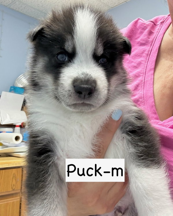Puck