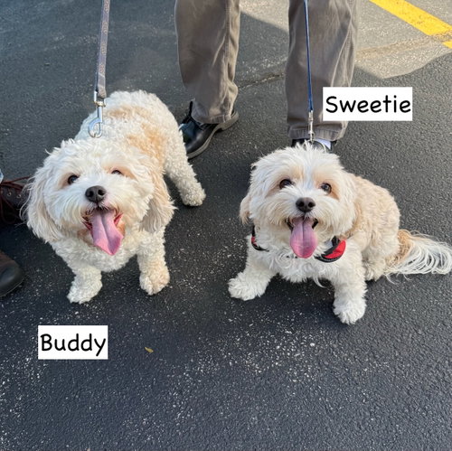 Buddy