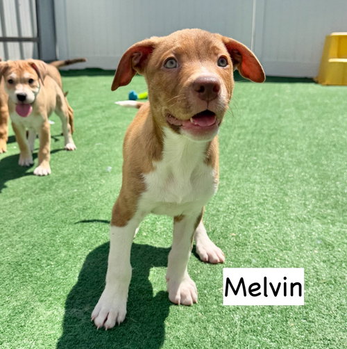 Melvin