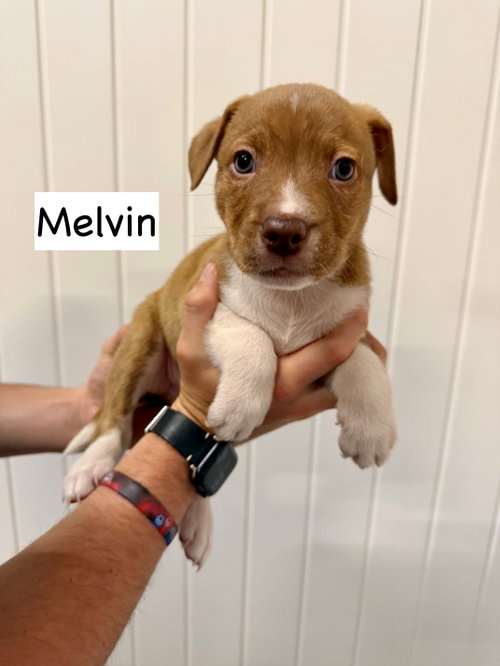 Melvin photo 3