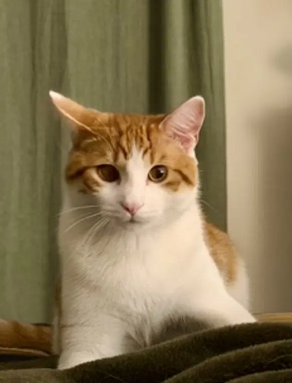 Cat - Quincy Chips - Domestic Short Hair