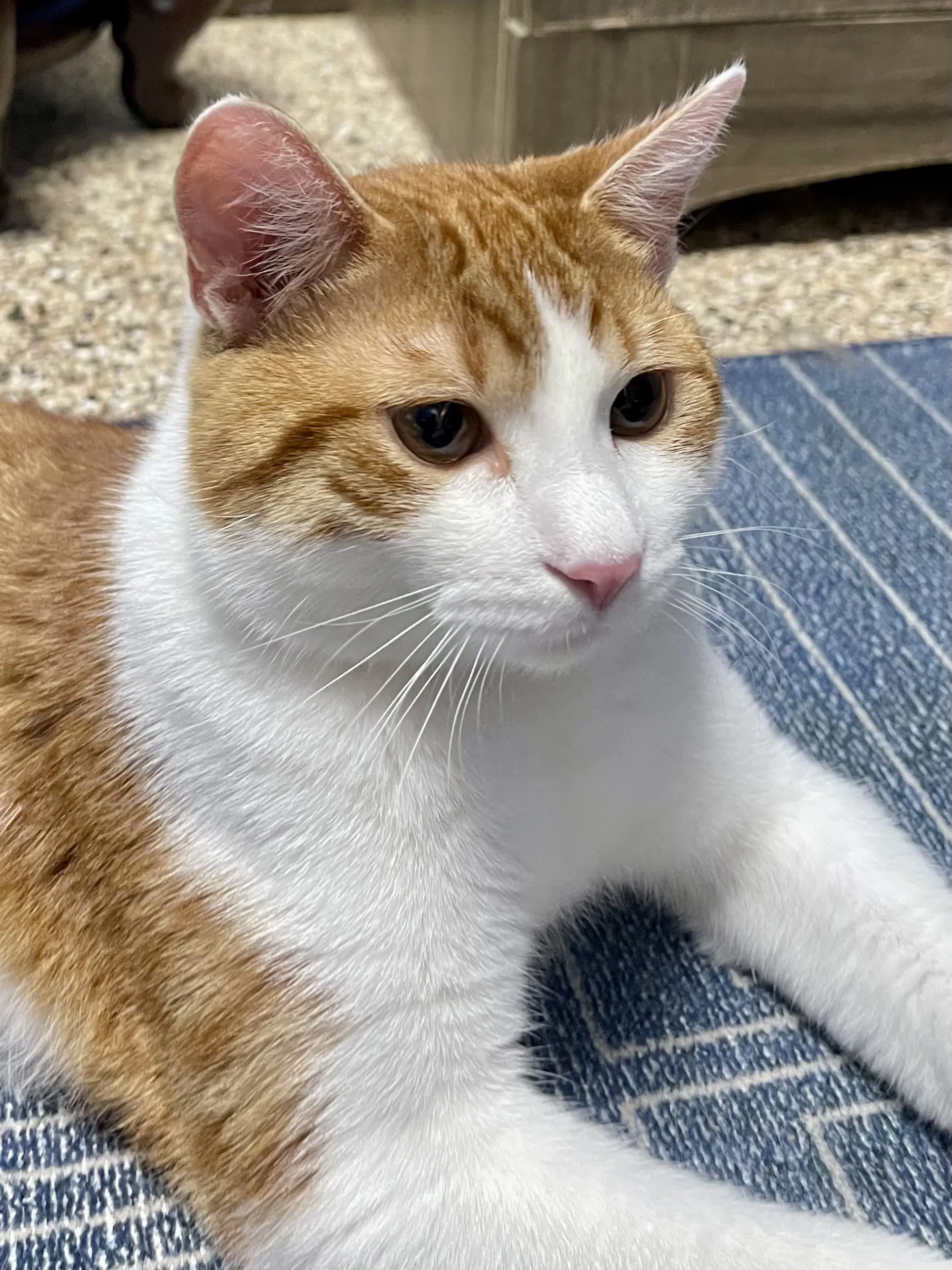 Cat - Quincy Chips - Domestic Short Hair