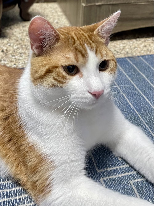 CAT - Chips (Quincy), a cat for adoption from Project Hope Animal