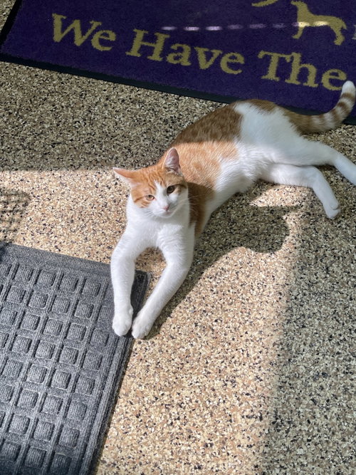 Photo 3 of CAT - Chips (Quincy)