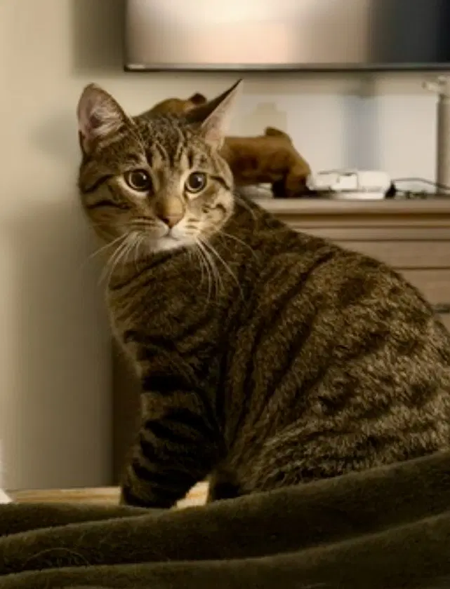 Cat - Quinn Pickles - Domestic Short Hair