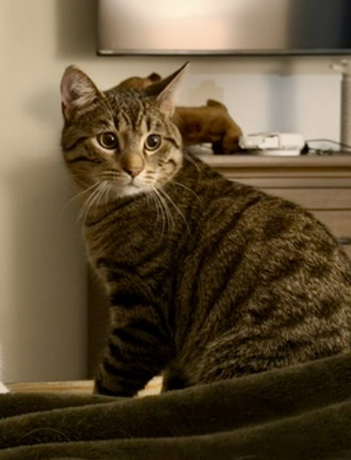 Cat