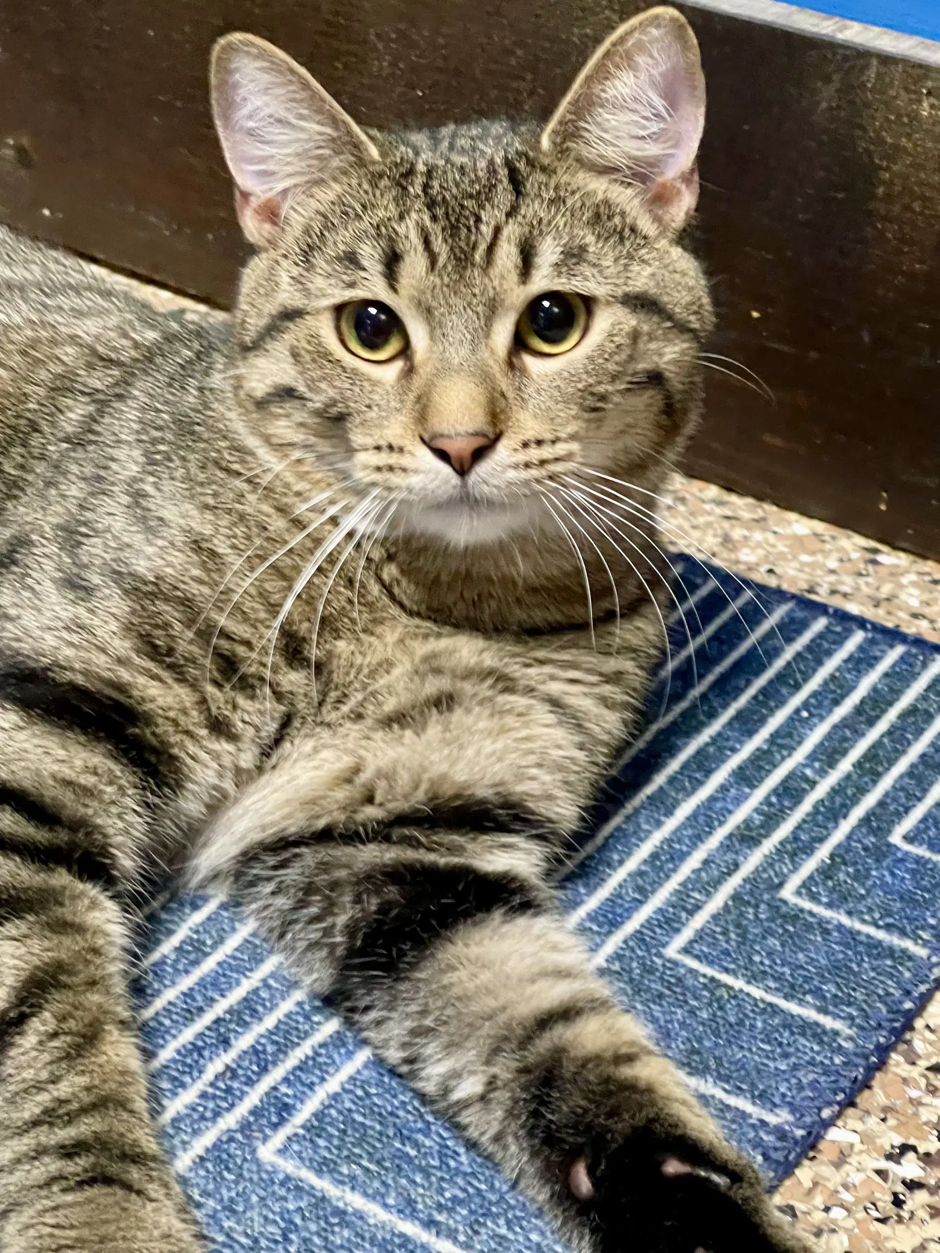 Cat - Quinn Pickles - Domestic Short Hair