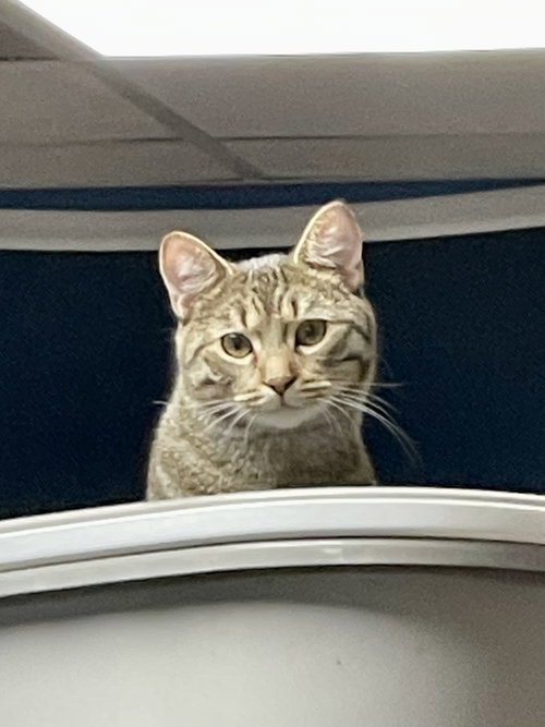 Photo 5 of CAT - Pickles (Quinn)