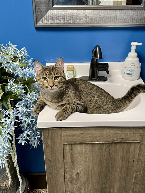 CAT - Pickles (Quinn), a cat for adoption from Project Hope Animal