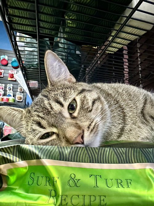 Photo 4 of CAT - Pickles (Quinn)