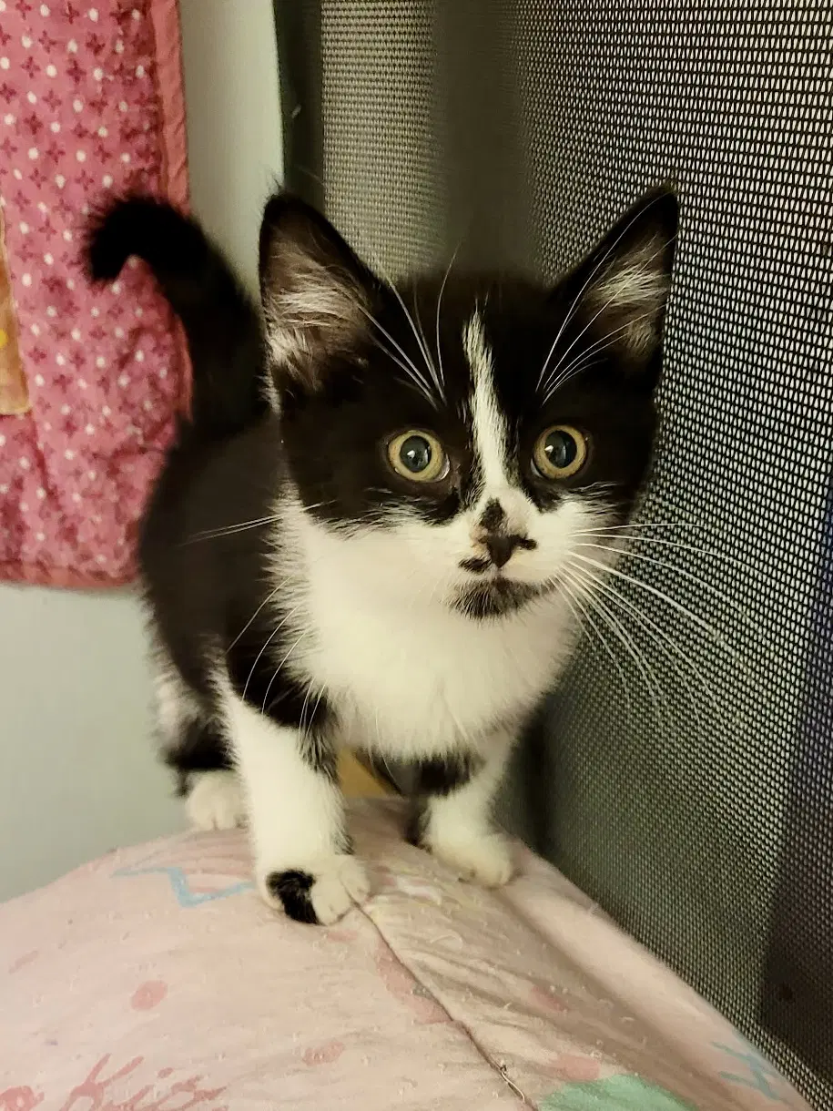 Cat - Rory - Domestic Short Hair