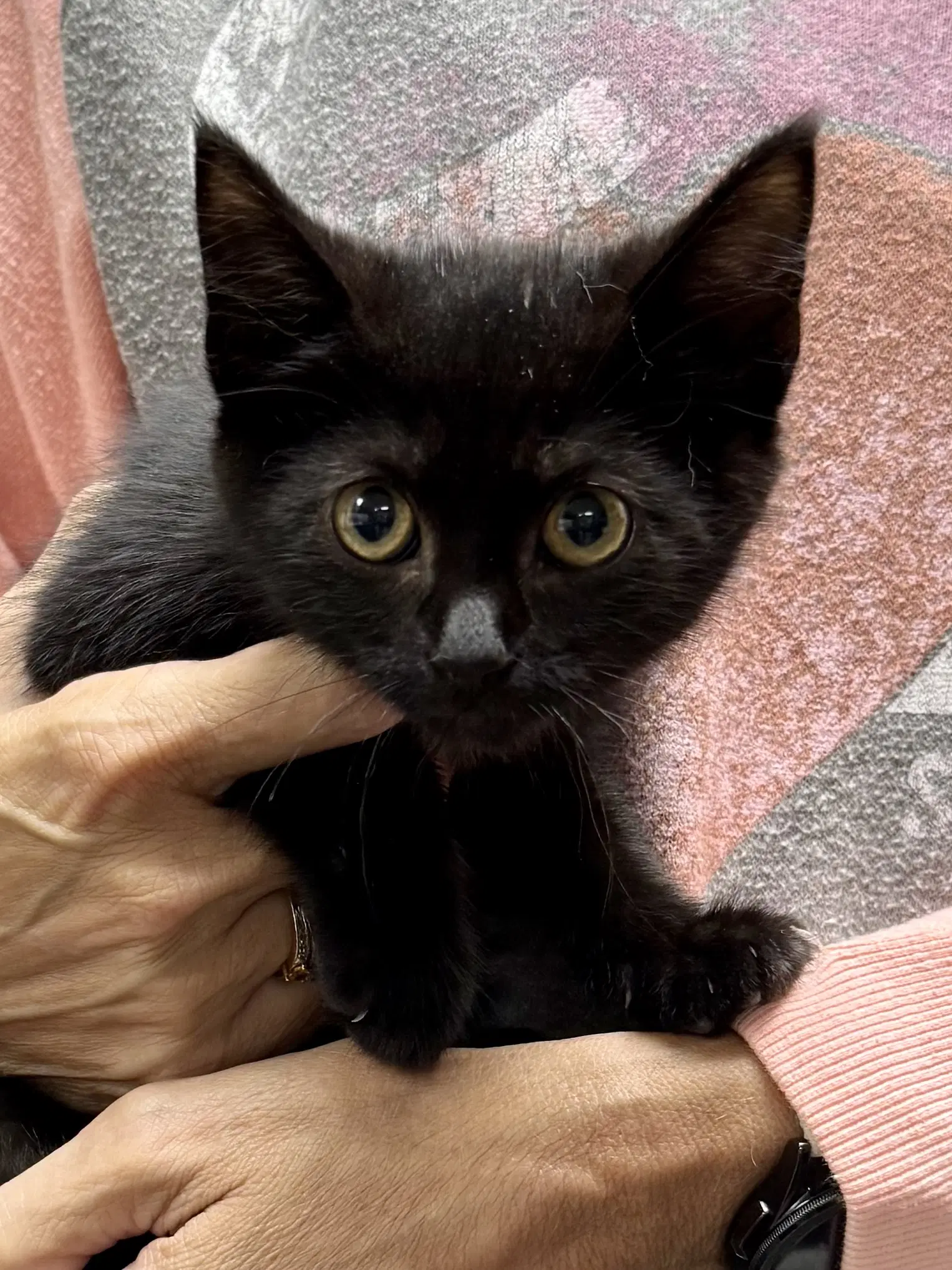 Cat - Ruby image 2