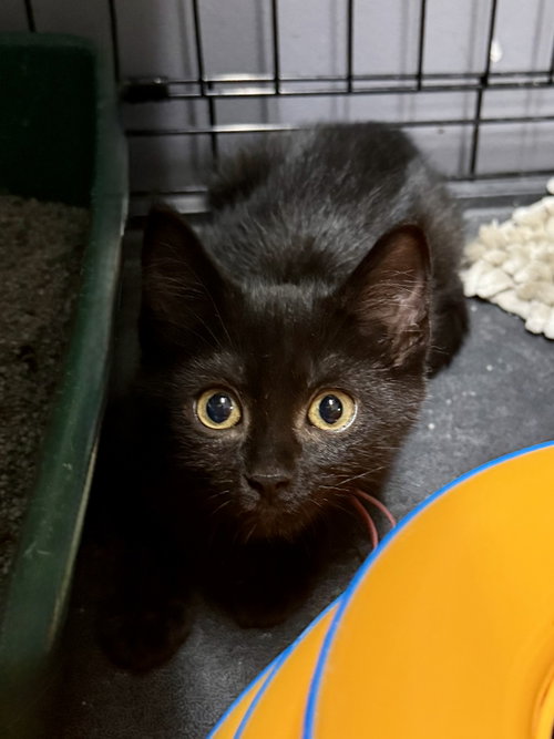 Photo 3 of CAT - Ruby