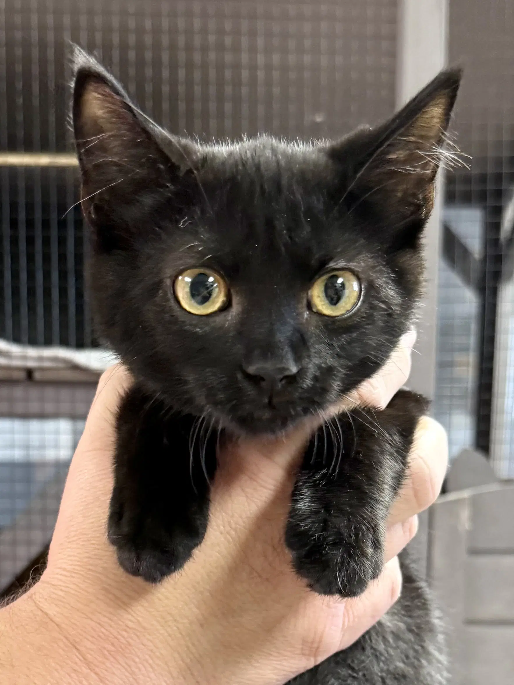 Cat - Ruby - Domestic Short Hair