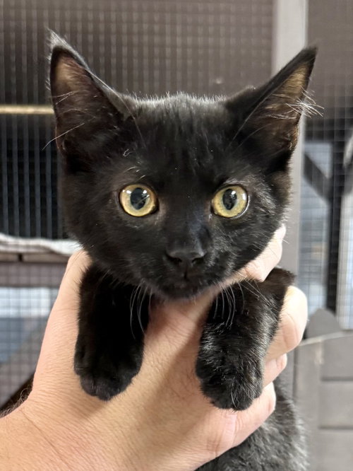 CAT - Ruby, a cat for adoption from Project Hope Animal