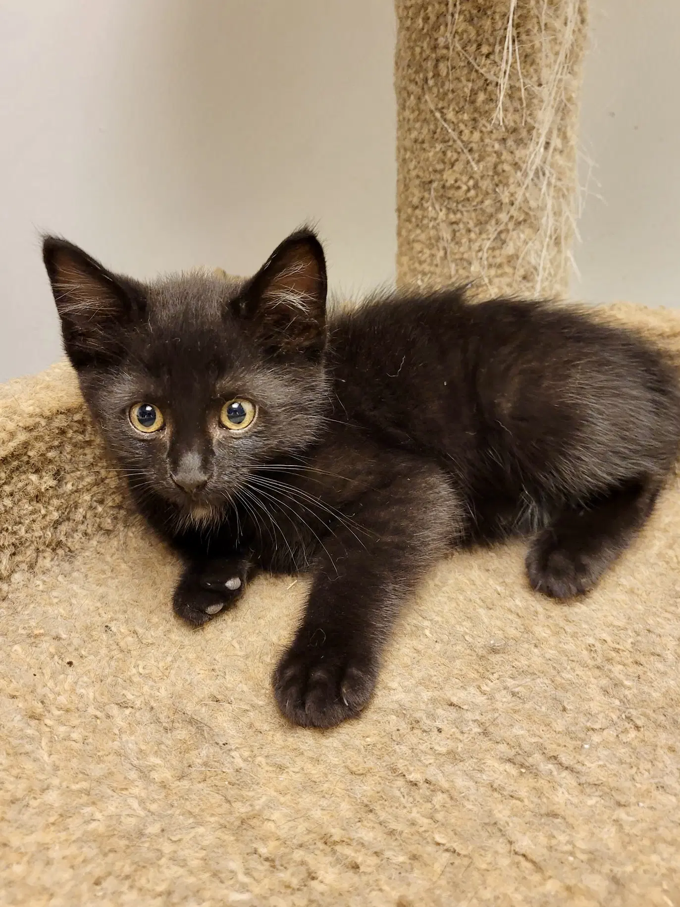 Cat - Remy - Domestic Short Hair