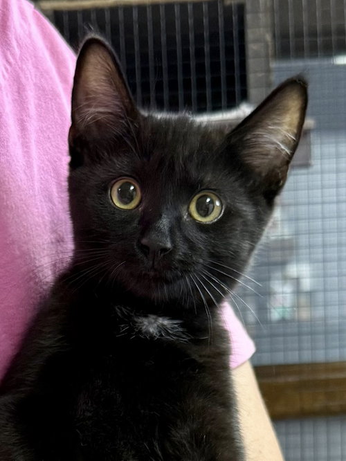 CAT - Remy, a cat for adoption from Project Hope Animal