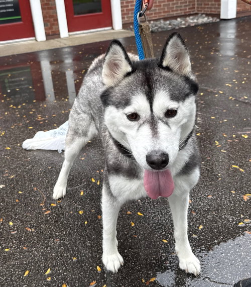 Pinot, an adoptable dog