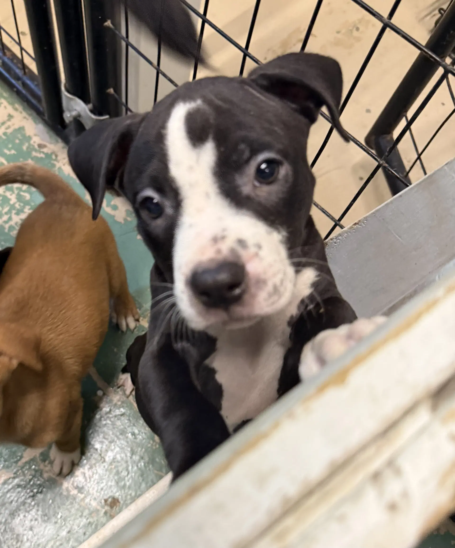 Quay - American Staffordshire Terrier