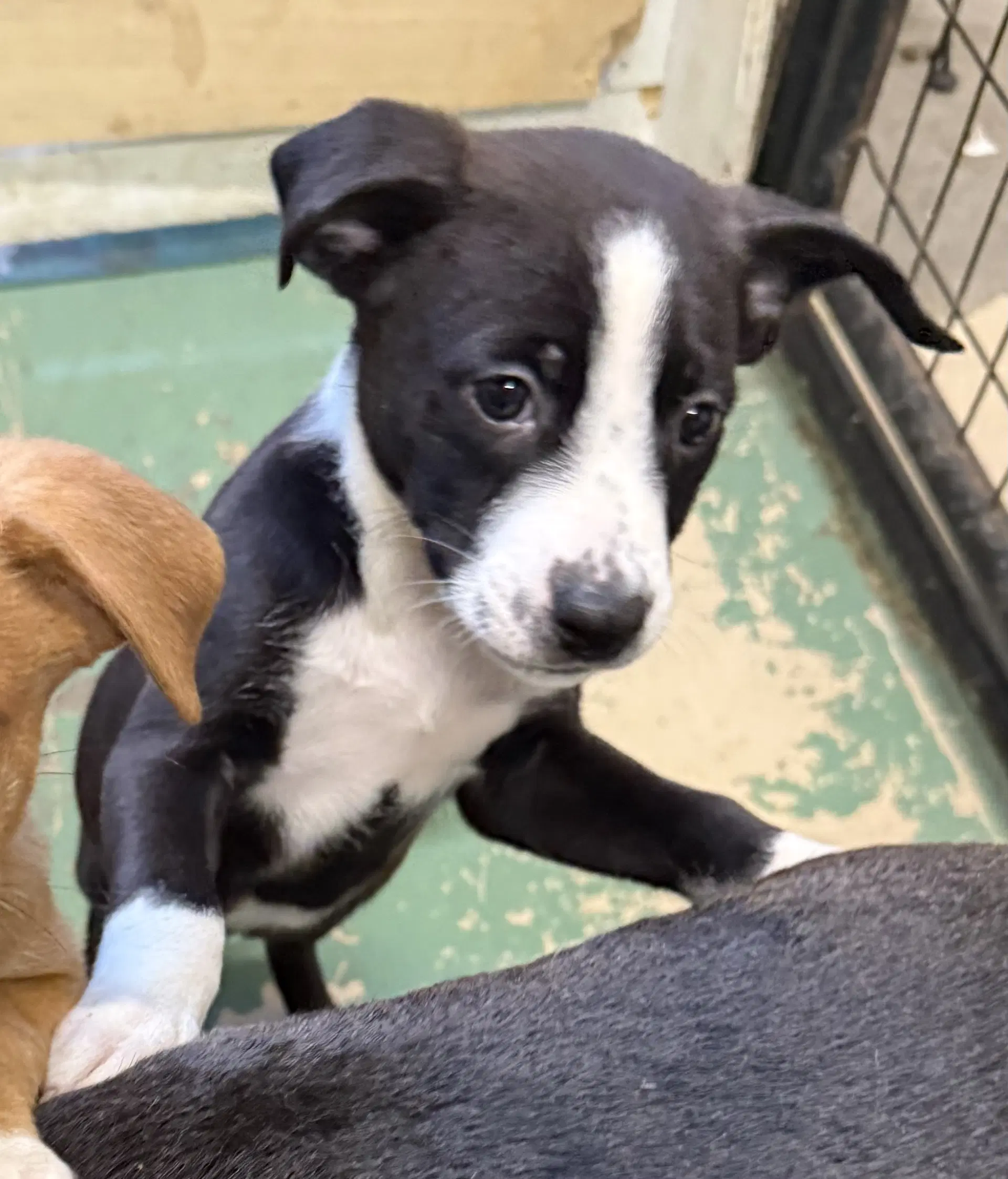 Quincy - American Staffordshire Terrier
