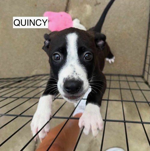 Quincy photo 2
