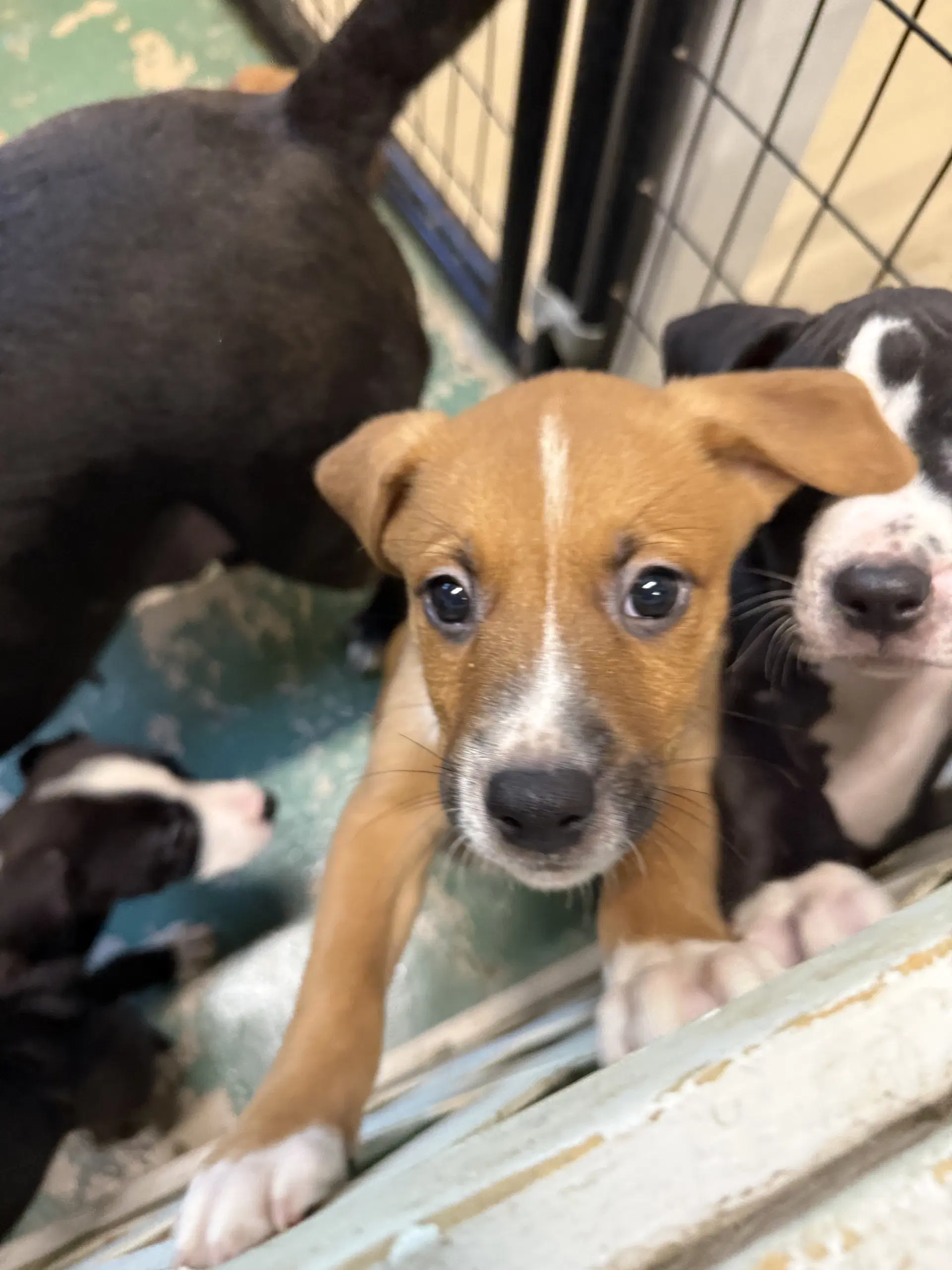 Quiche - American Staffordshire Terrier