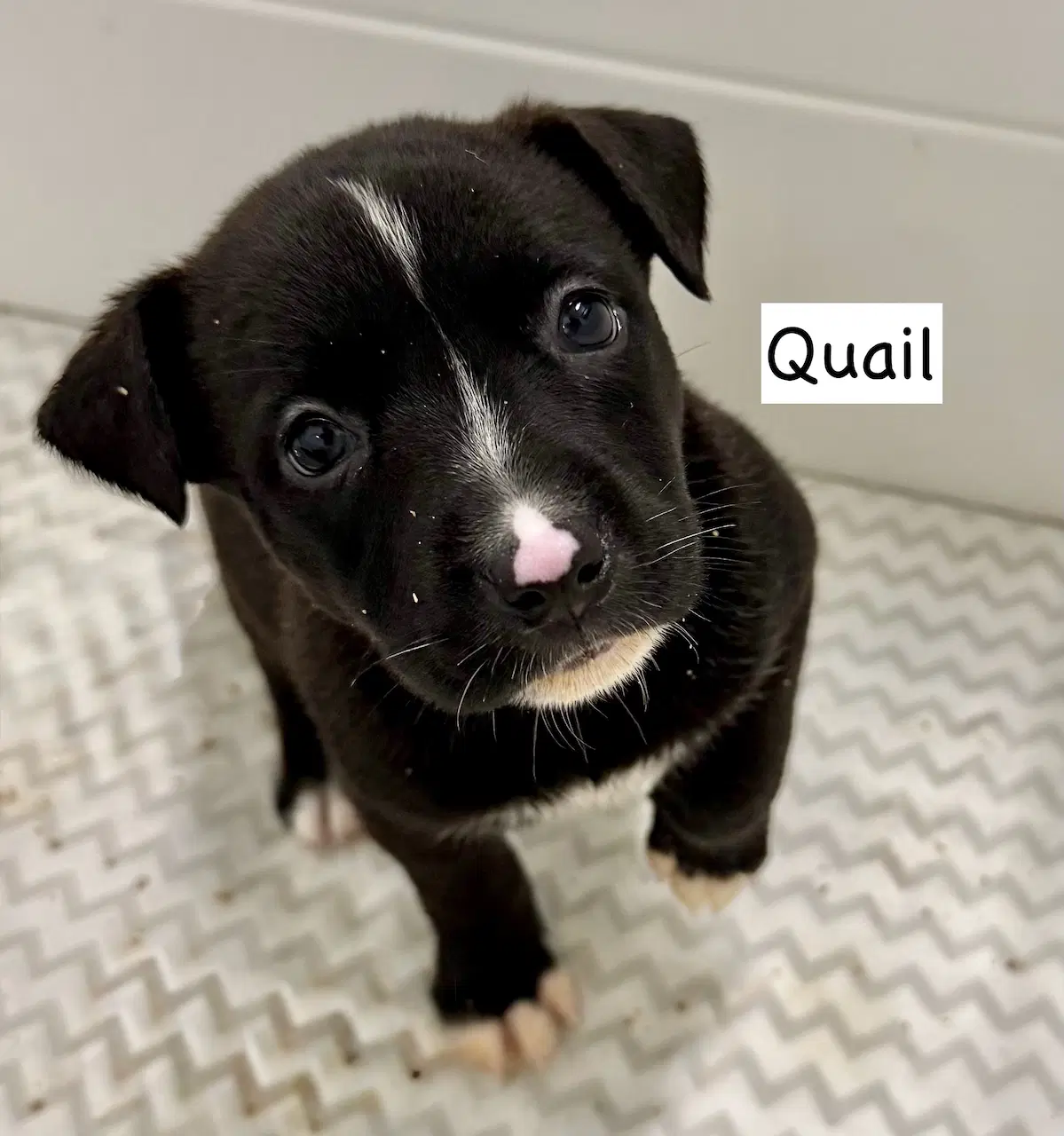 Quail - American Staffordshire Terrier