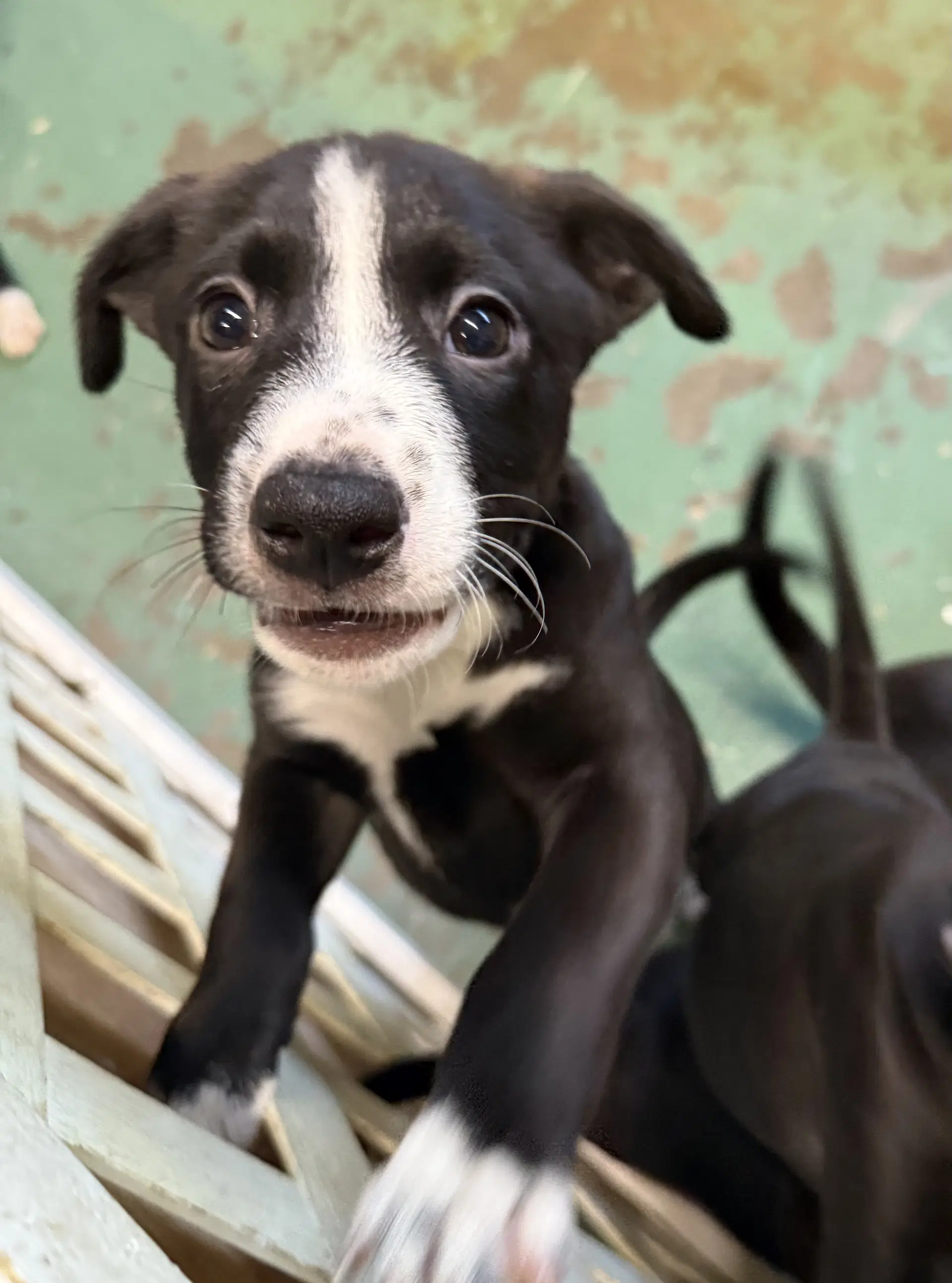 Quinney - American Staffordshire Terrier