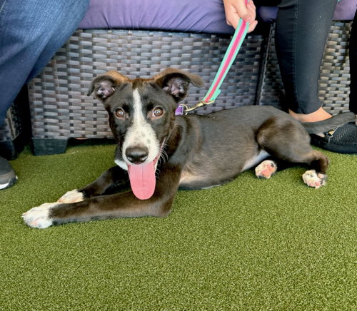 Quinney, a dog for adoption from Project Hope Animal