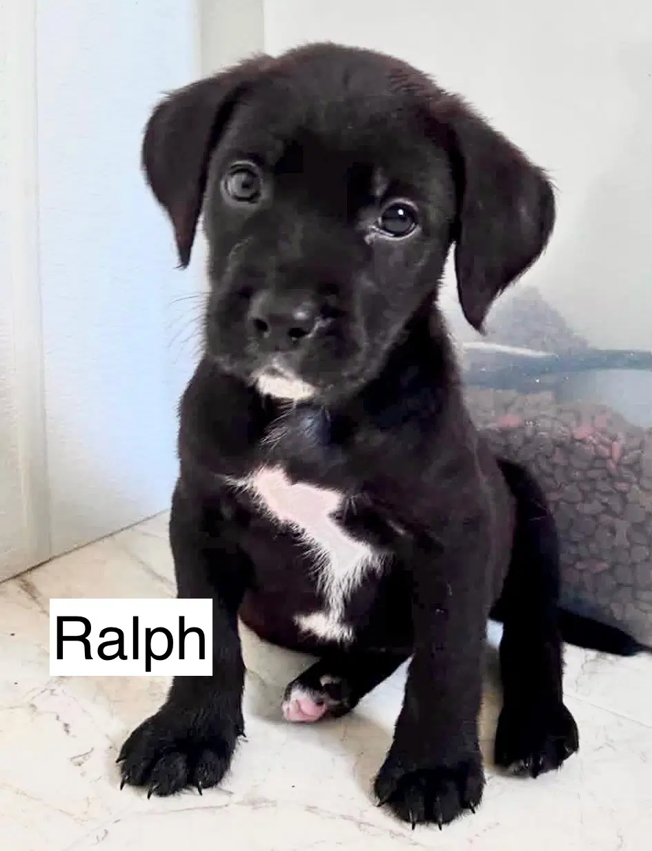 Ralph - Labrador Retriever