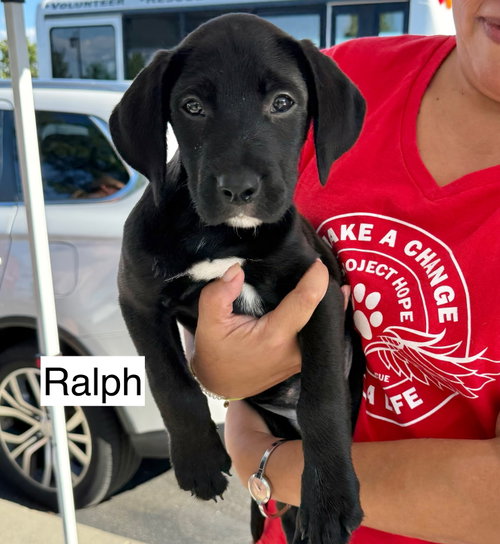 RALPH photo 1