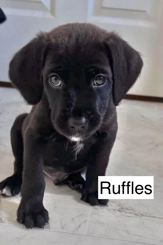 Ruffles - Labrador Retriever