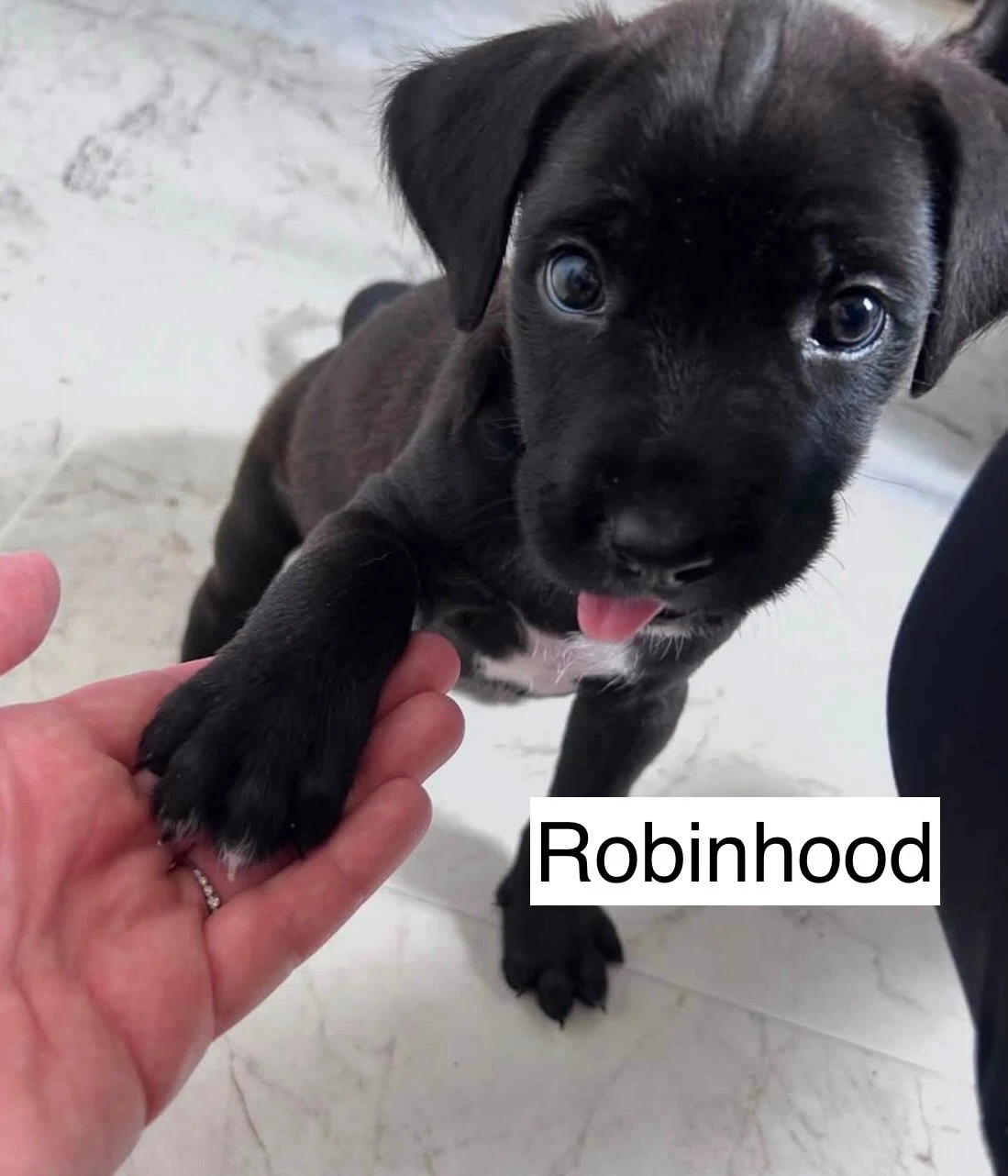Robin Hood