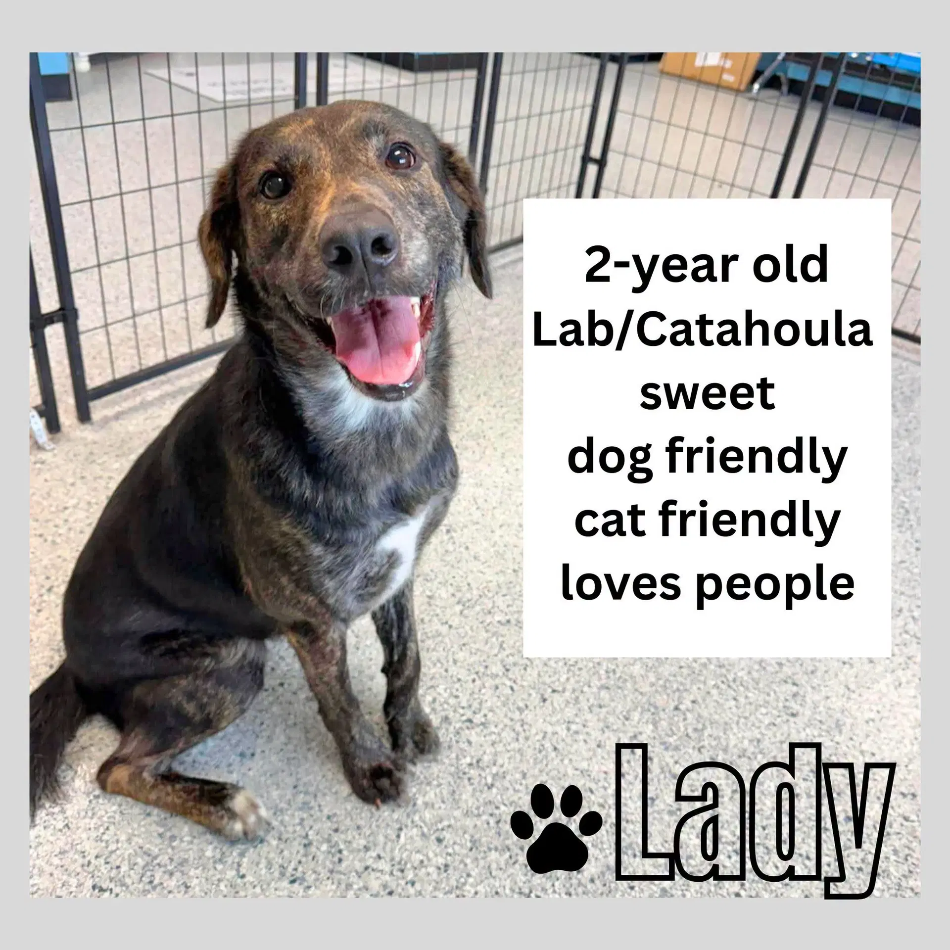 Lady - Labrador Retriever