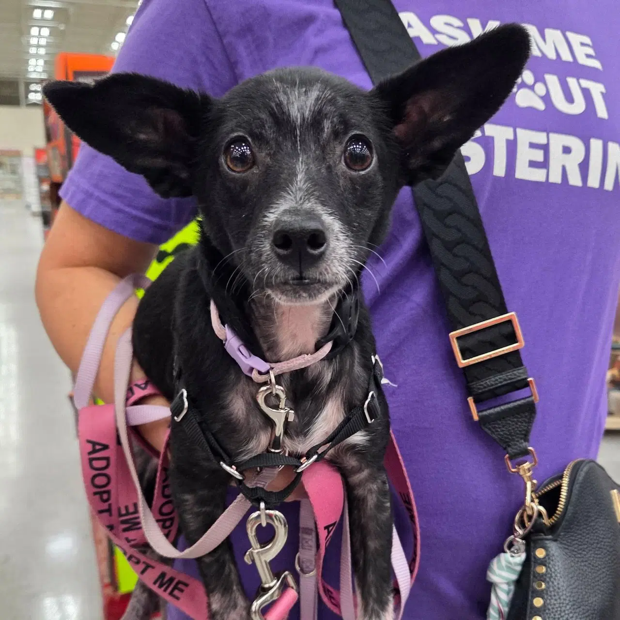 Wanda - Terrier