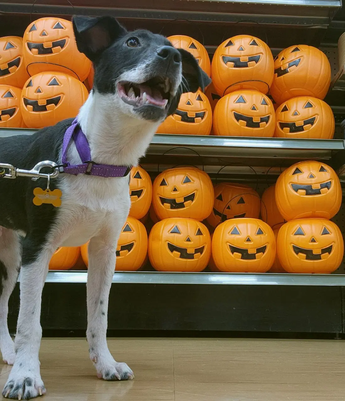 Cosmo - Terrier