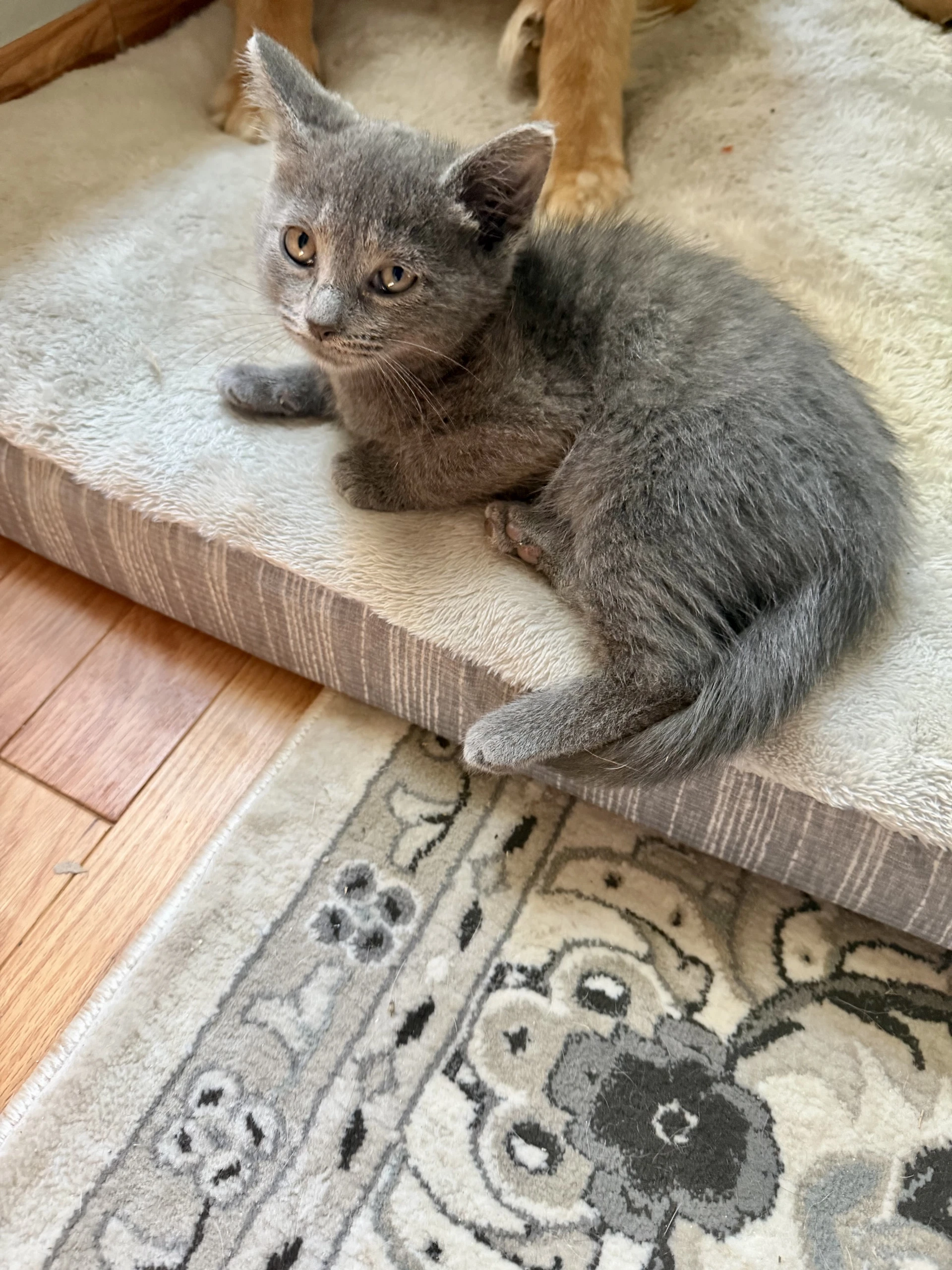 Cat - Smores
