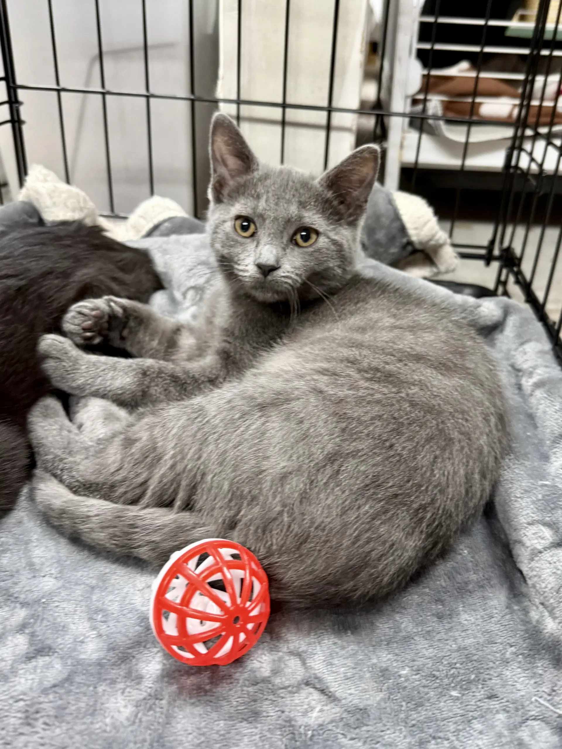 Cat - Smores - Domestic Short Hair