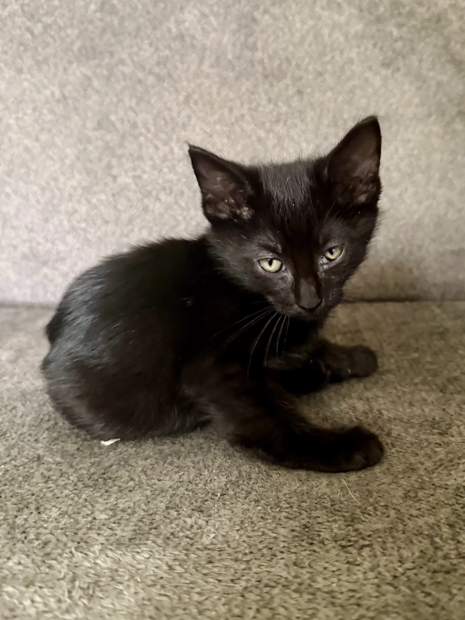 Cat - Snickers image 3